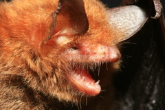 Anjouan Myotis photo 2