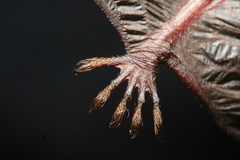 Anjouan Myotis photo 3