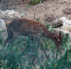 Cervus elaphus corsicanus