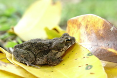 Rhinella humboldti