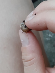 Polygyrinae