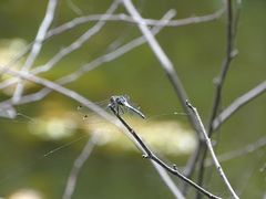 Leucorrhinia frigida
