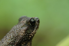 Rhinella humboldti