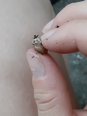Polygyrinae