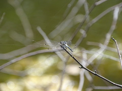 Leucorrhinia frigida