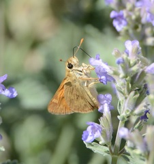 Ochlodes sylvanoides