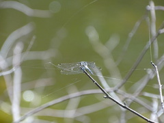 Leucorrhinia frigida