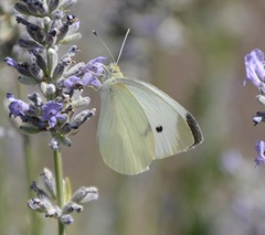 Pieris rapae