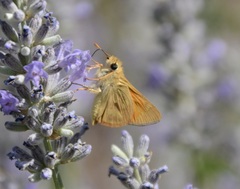 Ochlodes sylvanoides