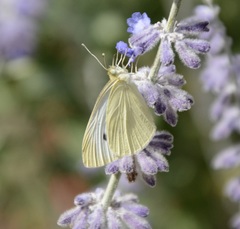 Pieris rapae