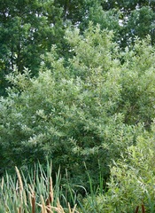 Salix discolor