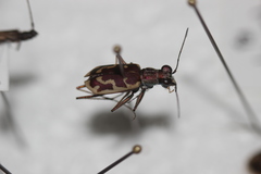 Ellipsoptera marutha