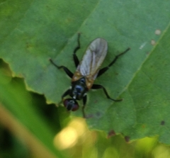 Cordilura