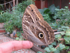 Caligo illioneus