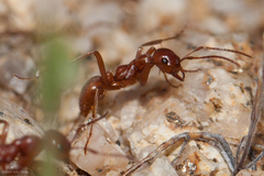 Polyergus vinosus