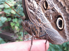 Caligo illioneus