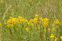 Genista sagittalis