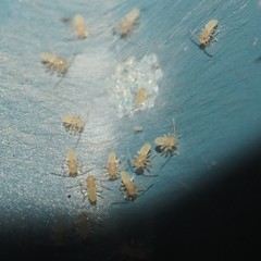 Graphopsocus cruciatus