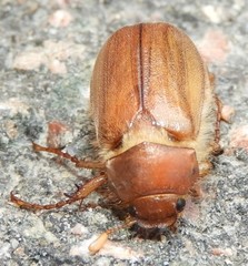 Melolonthinae