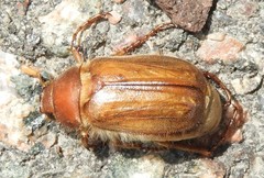 Melolonthinae