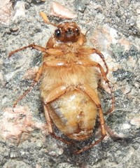 Melolonthinae