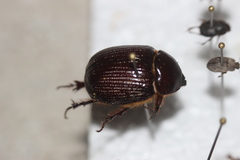 Orizabus clunalis