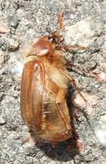 Melolonthinae