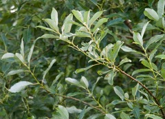 Salix discolor