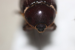 Orizabus clunalis