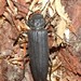 Arhopalus foveicollis - Photo (c) nightcrow, μερικά δικαιώματα διατηρούνται (CC BY-NC), uploaded by nightcrow