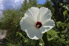Hibiscus lasiocarpos