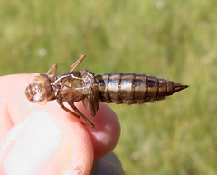Aeshna canadensis