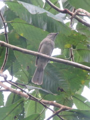 Lipaugus vociferans