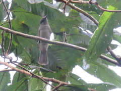 Lipaugus vociferans