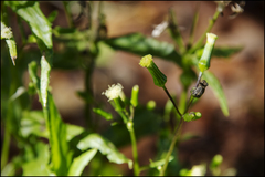 Erechtites hieraciifolius image