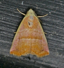 Eublemma cinnamomea