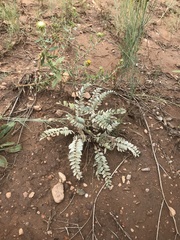 Astragalus mollissimus