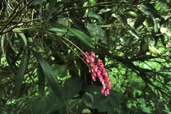 Rodriguezia lanceolata