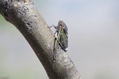 Diceroprocta semicincta