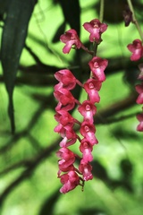 Rodriguezia lanceolata