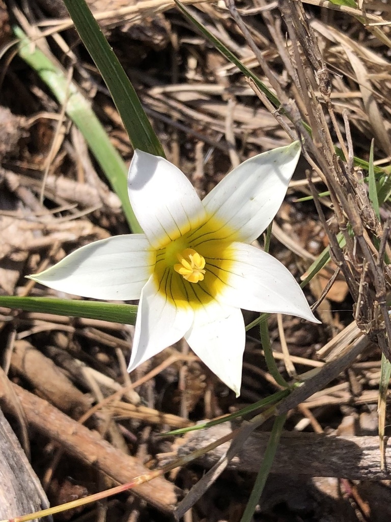 Greenbract Froetang Cape Bulbs 3 · Inaturalist