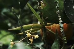 Trizeuxis falcata