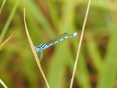 Enallagma doubledayi