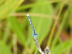 Enallagma doubledayi