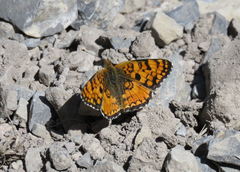 Phyciodes pallida barnesi