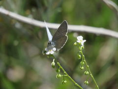 Glaucopsyche lygdamus oro