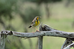 Macronyx aurantiigula