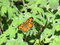 Phyciodes cocyta cocyta