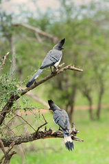 Corythaixoides leucogaster