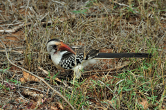 Tockus erythrorhynchus